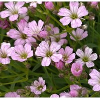 Gypsophila cerastioides ´Fleur White´ P13