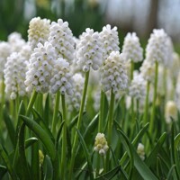 Muscari aucheri ´White Magic´ Co9 (7-8ks/črepník)