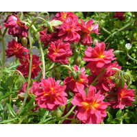 Helianthemum nummularium ´Cerise Quenn´