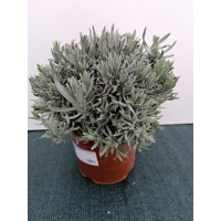 Levanduľa úzkolistá  -  Lavandula angustifolia 'Blue Scent'