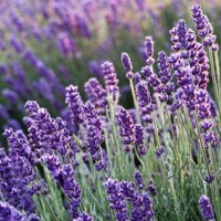 Levanduľa úzkolistá  -  Lavandula angustifolia 'Blue Scent'