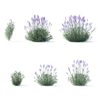 Levanduľa úzkolistá  -  Lavandula angustifolia 'Blue Scent'