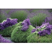 Levanduľa úzkolistá  -  Lavandula angustifolia 'Hidcote Blue'  P12