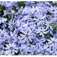 Flox šidlolistý - Phlox subulata