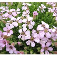 Saponaria x Olivana