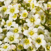 Saxifraga x arendsii 'Carpet Pink'