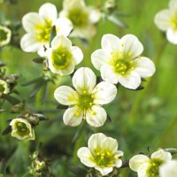 Saxifraga x arendsii 'Carpet Pink'