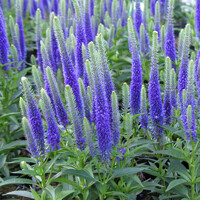 Veronica spicata 'Ulster Blue' P14