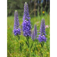 Veronica spicata 'Ulster Blue' P14