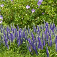 Veronica spicata 'Ulster Blue' P14