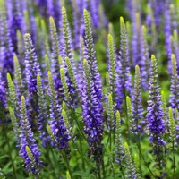 Veronica spicata 'Ulster Blue' P14