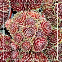 Skalná ruža - Sempervivum - Skalnica –  MIX 3ks v balení Co5,5