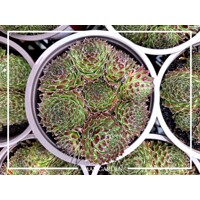 Skalná ruža - Sempervivum - Skalnica –  MIX 3ks v balení Co5,5