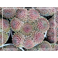 Skalná ruža - Sempervivum - Skalnica –  MIX 3ks v balení Co5,5