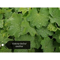 Alchemilka - Alchemilla mollis Co14