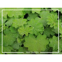 Alchemilka - Alchemilla mollis Co14