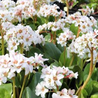 Bergenia cordifolia ´Rotblum´ K9