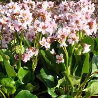 Bergenia cordifolia ´Rotblum´ K9