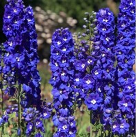 Stračonôžka - Delphinium 'Dark Blue Black Bee' P15