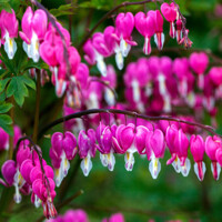 Srdcovka - Dicentra spectabilis