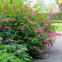 Srdcovka - Dicentra spectabilis