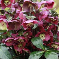 Helleborus orientalis ´Blue Lady´ Co9