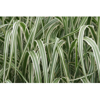 Ozdobnica čínska -Miscanthus sinensis 'Zebrinus' Co18