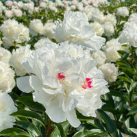 Pivonka čínska - Paeonia lactiflora 'Kansas'  P14