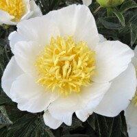 Pivonka čínska - Paeonia lactiflora 'Kansas'  P14