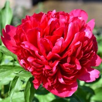 Pivonka čínska - Paeonia lactiflora 'Karl Rozenfield' P11