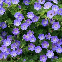 Geranium 'Magnificum'