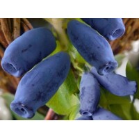 Zemolez kamčatský - Lonicera kamtschatica ´Zojka´ Co2,5L  20/30