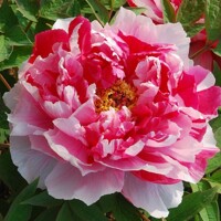 Pivonka drevitá - Paeonia suffruticosa ´Rou fu rong´ P11