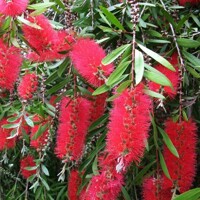 Tyčinkovec, krásnokvet - Callistemon Laevis  Co2L 30/40