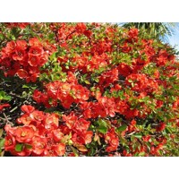 Dulovec japonský - Chaenomeles superba ´Fire Dance´ Co2,5L 20/30