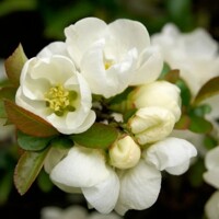 Dulovec japonský - Chaenomeles superba ´Fire Dance´ Co2,5L 20/30