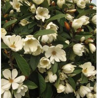 Magnolia laevifolia 'Fairy Honey Velvet' - 110/130cm