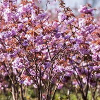 Čerešňa pilovitá - Prunus serrulata  'Kanzan' Co30L 10/12 - vysokokmeň