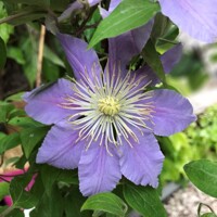 Plamienok - Clematis 'Warszawska Nike' 40+ Co2L