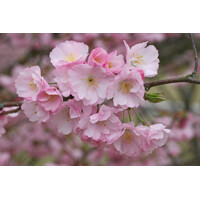 Mandľa okrasná - Prunus triloba Co5L KM80
