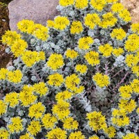 Sedum spectabile ´Brillant´ K9