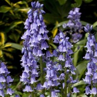 Hyacint modrý - Hyacinthoides ´Dark Excelsior´