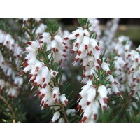 Vresovec darleydalský - Erica darleyensis - biela  Co0,5L