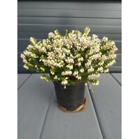 Vresovec darleydalský - Erica darleyensis - biela  Co0,5L