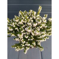 Vresovec darleydalský - Erica darleyensis - biela  Co0,5L
