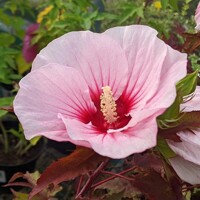 Ibištek bahenný - Hibiscus moscheutos Jolly Heart