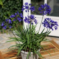 Agapanthus africanus ´Blue´