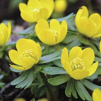 Tavolín - Eranthis cilicica