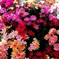 Lewisia Mountain Dreams 'Mix farieb'
