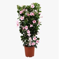 Mandevilla hybrida ´Rio White´ P17